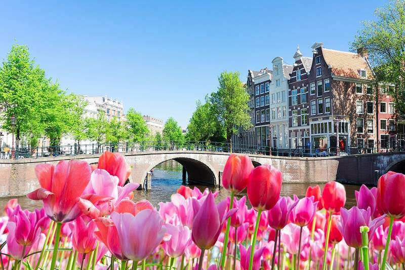 Tulips in Amsterdam close up