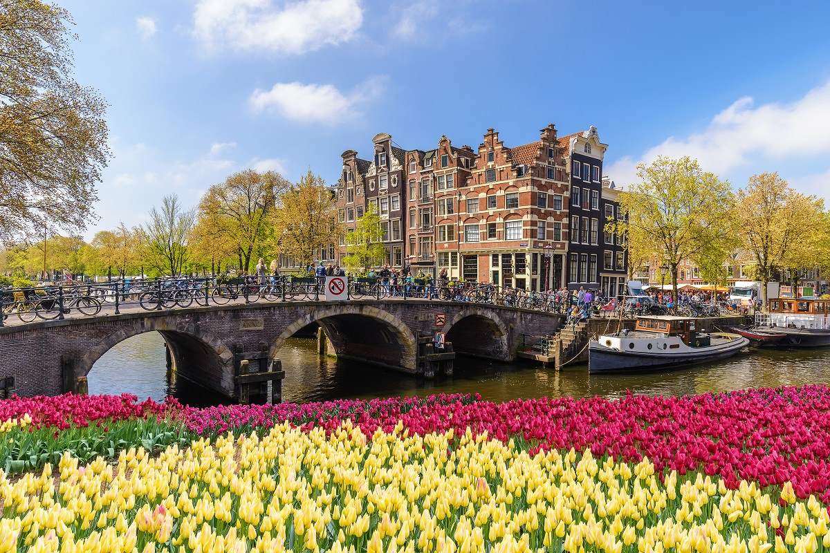 Tulips in Amsterdam